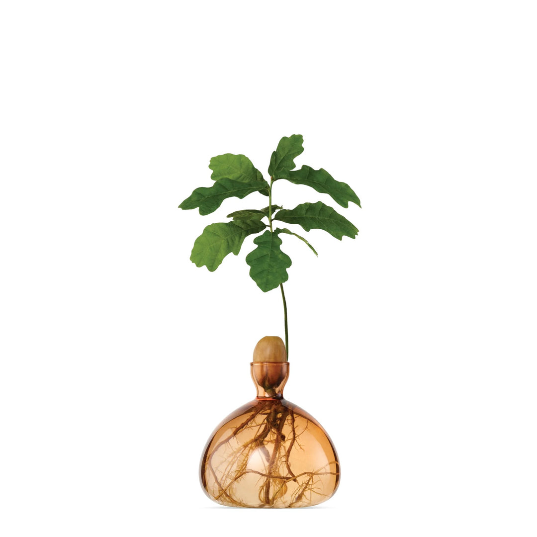 Acorn Vase- Sweet Apricot