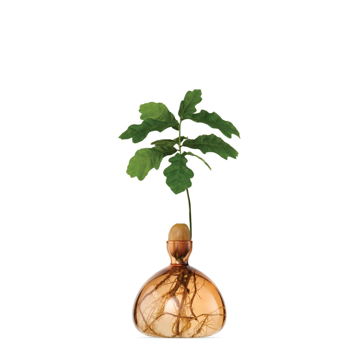 Acorn Vase- Sweet Apricot