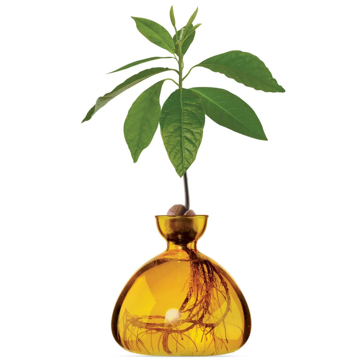 Avocado Vase- Mellow Yellow