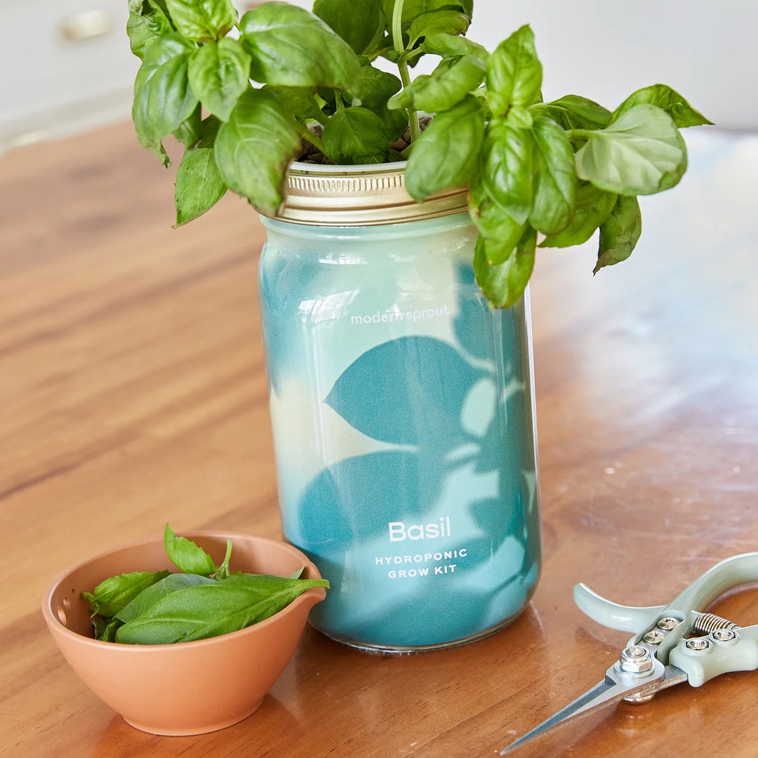 Hydroponic Garden Jar - Basil