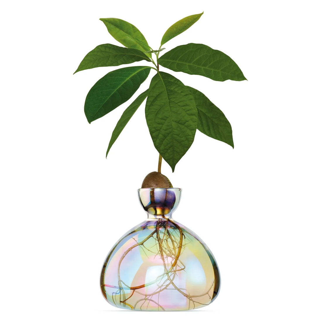 Avocado Vase- Cosmic Astra