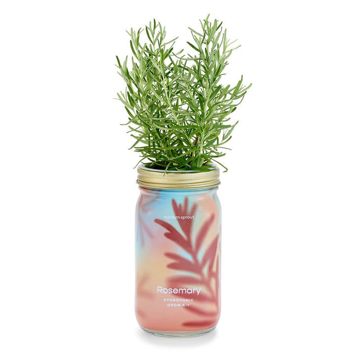 Hydroponic Garden Jar - Rosemary