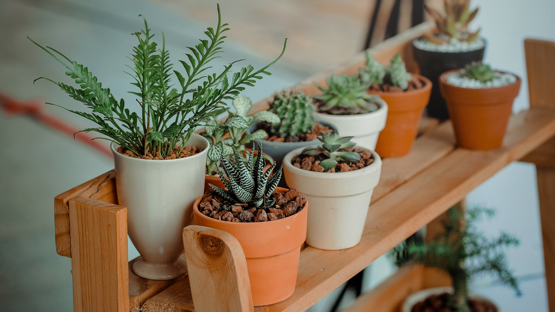 The Indoor Gardening Collection: Where Comfort Meets Nature