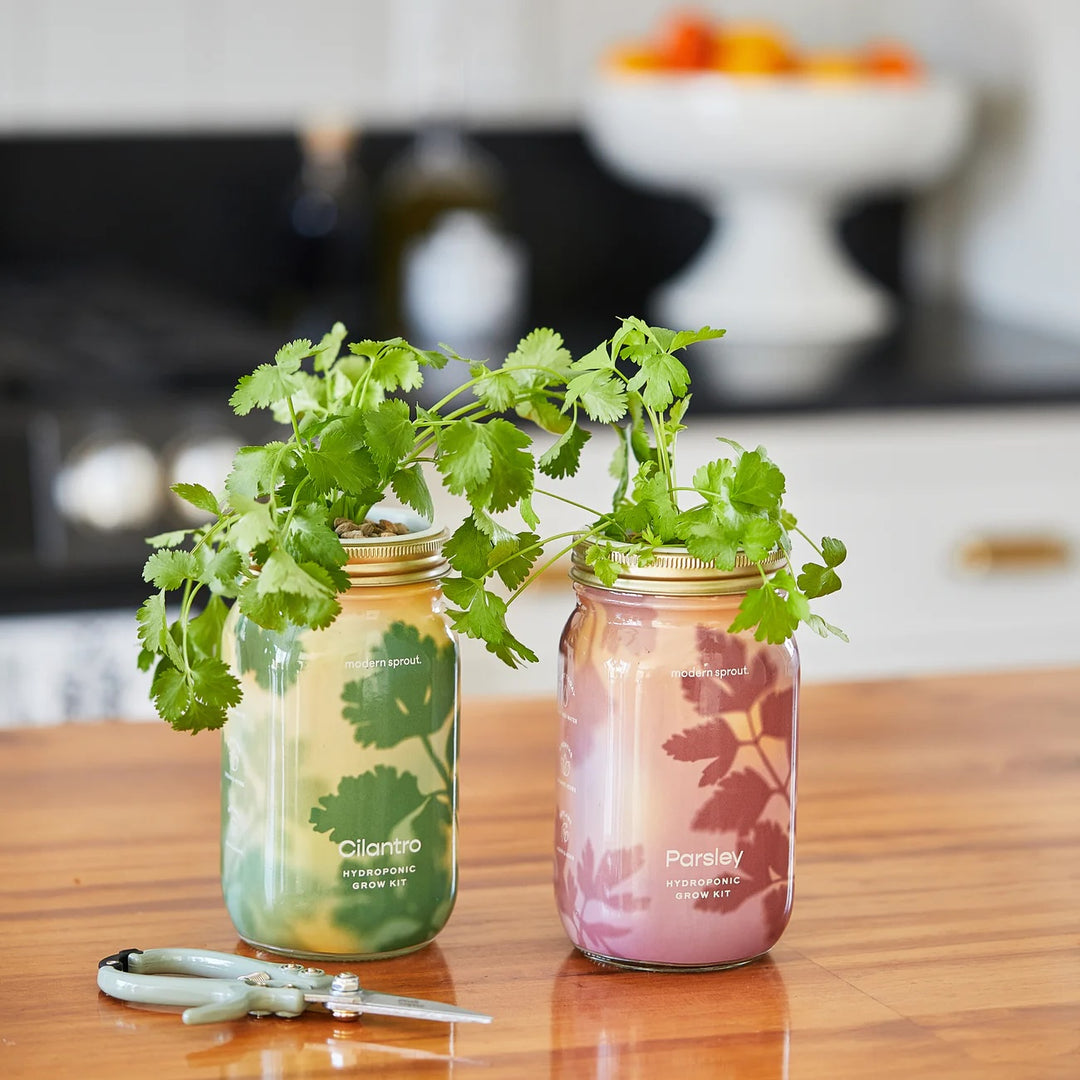 Two colorful jars are on a kitchen counter. From one jar grows rosemary and from the other grows cilantro.