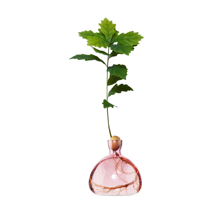 Acorn Vase- Rose Pink