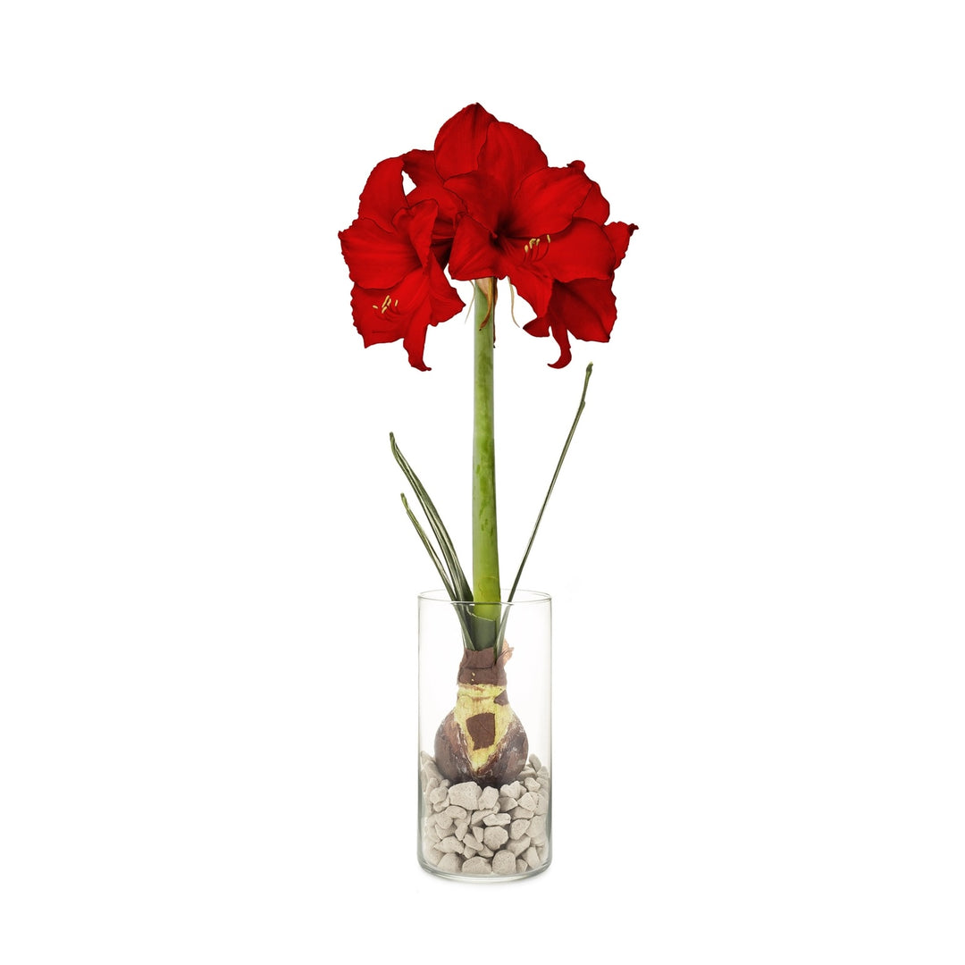 Amaryllis Bulb Kit