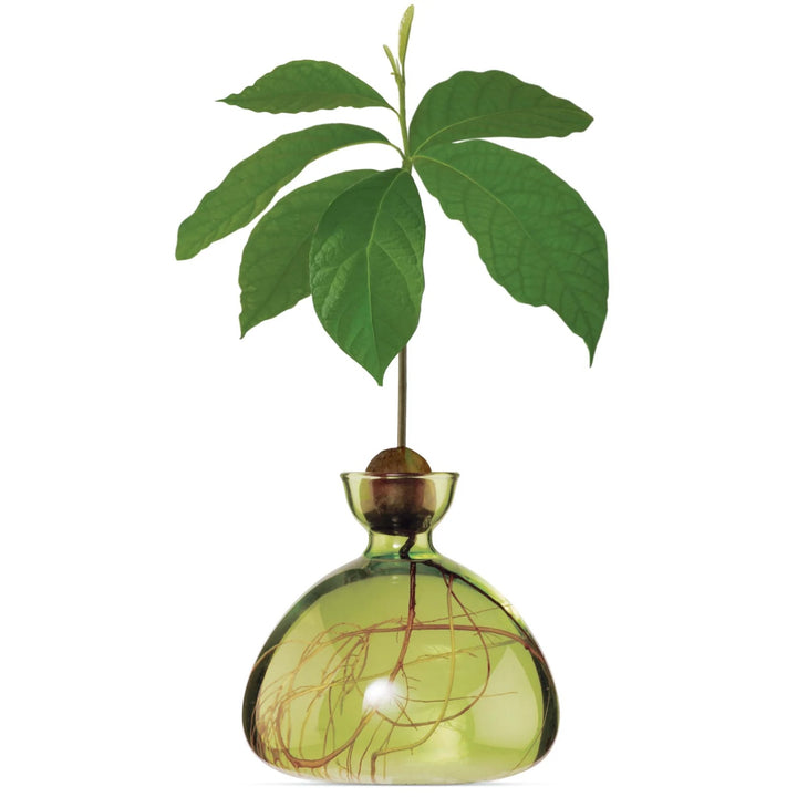 Avocado Vase- Grass Green