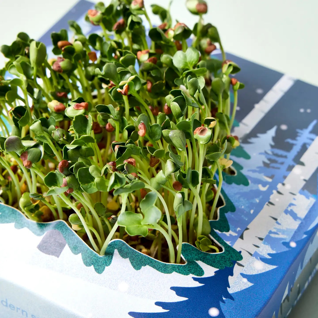 Microgreens Pop Up - Winter Wonderland